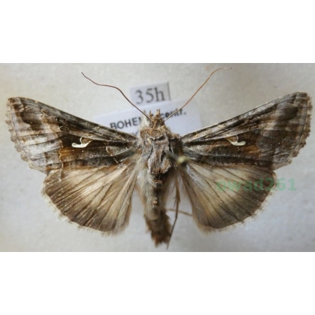 Autographa gamma (Linnaeus, 1758) Błyszczka jarzynówka Czech35h